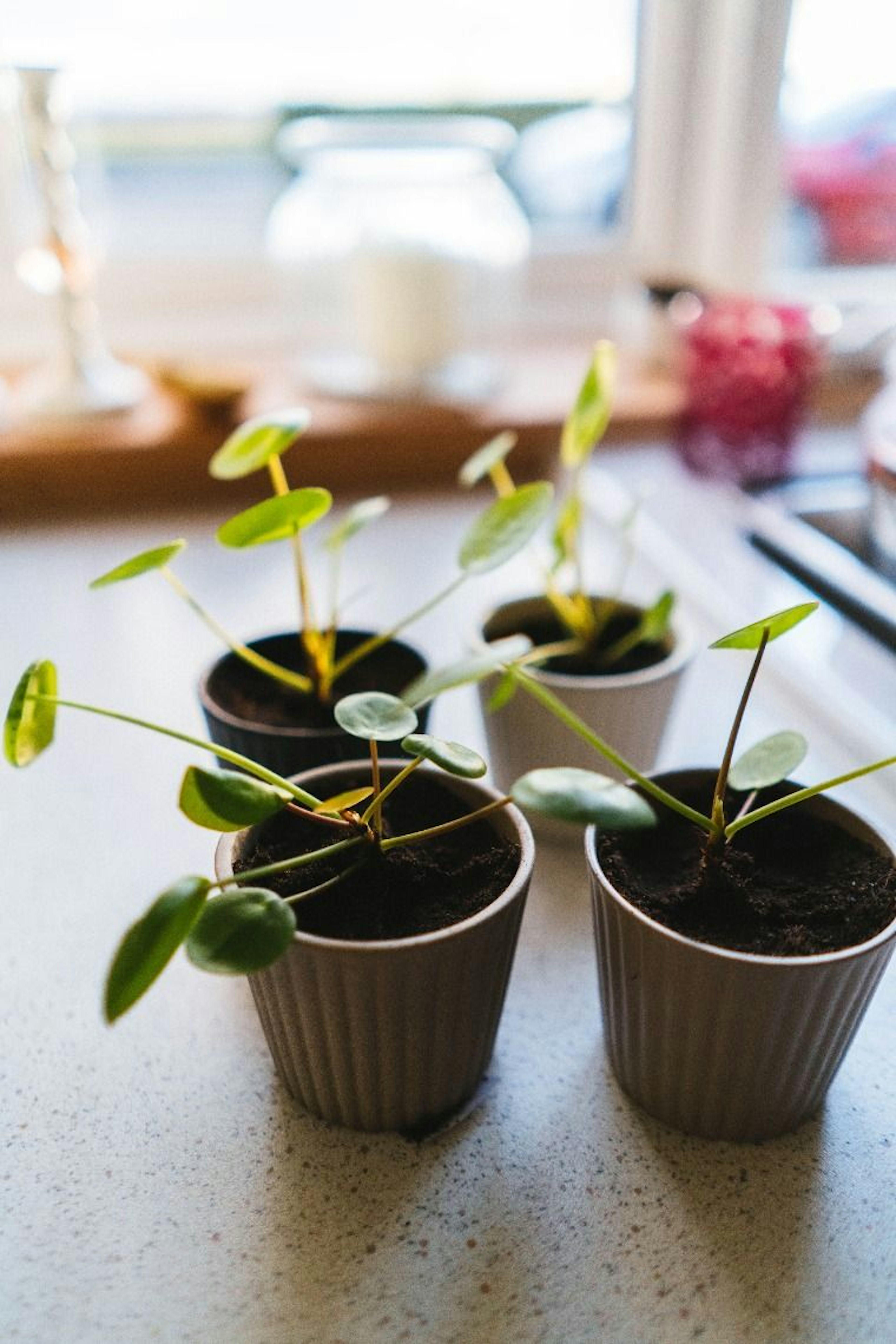 Chinese money plants sprouting in small pots on a countertop in front of a brightly lit window